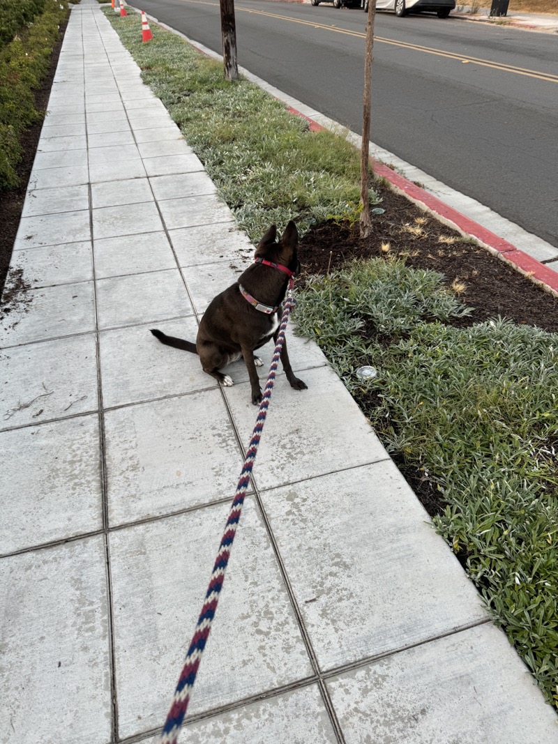 A picture of a black dog named Bowie sitting, taken on September 3 2024 at 6:39 am